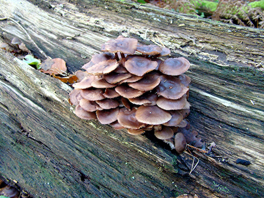 bonnets